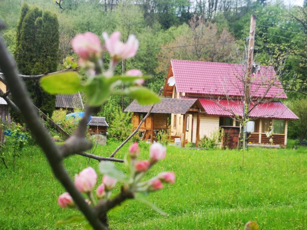 Image 1 of Карпатський світанок